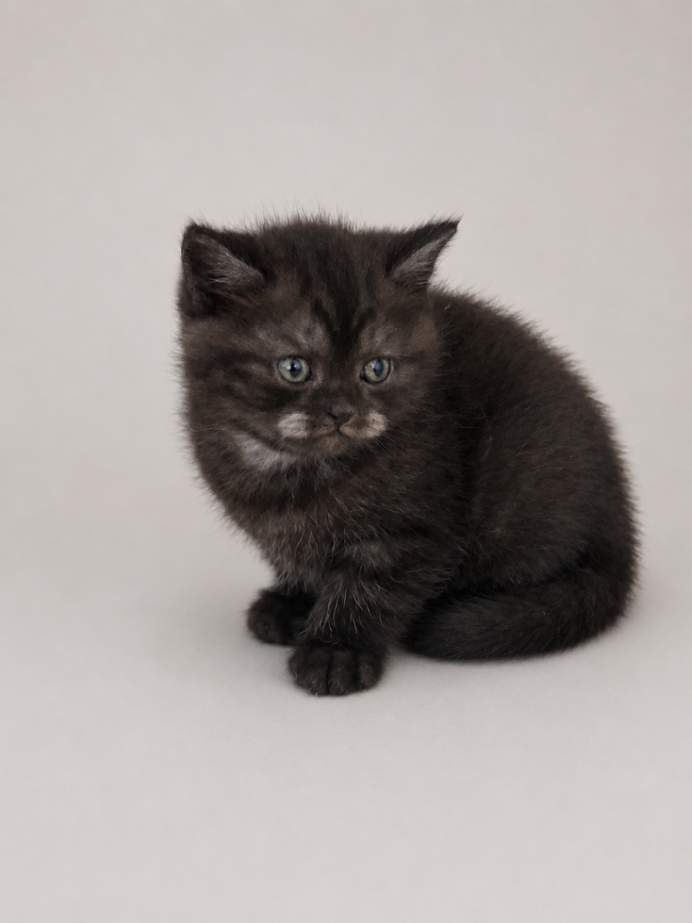 British shorthair 