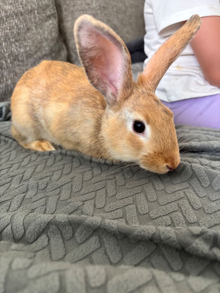 14 week old male rabbit