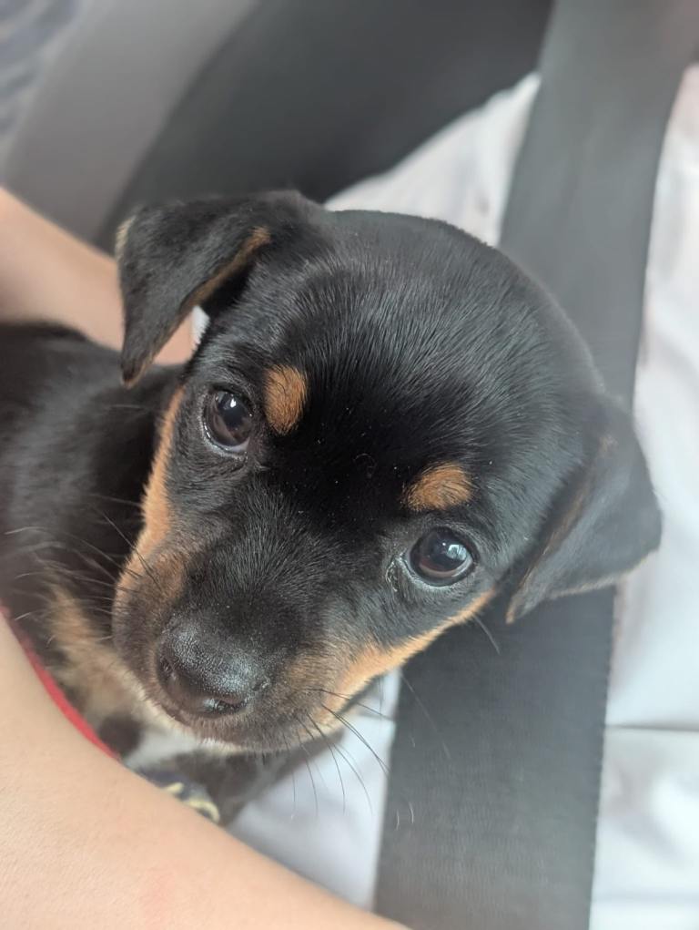 Jack Russell puppy 