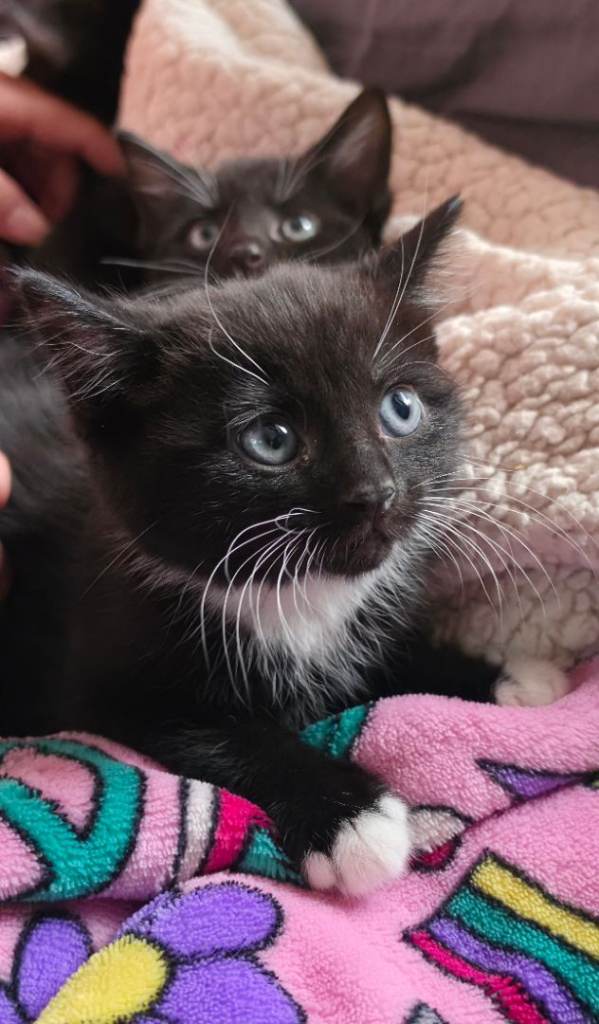 Kittens