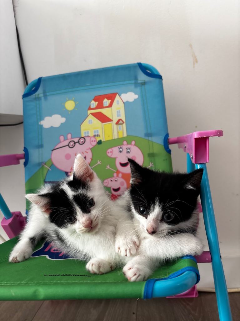 Two black and white male kittens 