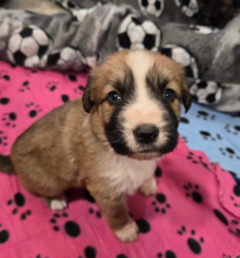 Highland sheppards puppies !!!