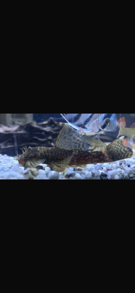 Various tropical fish for sale 