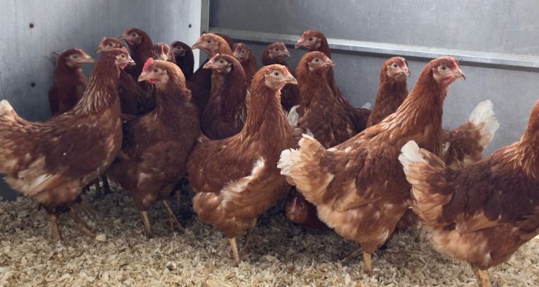 Point of Lay Pullets Chicken Hen