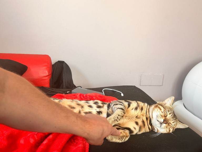Bengal cat 2 years old. (Neutered)