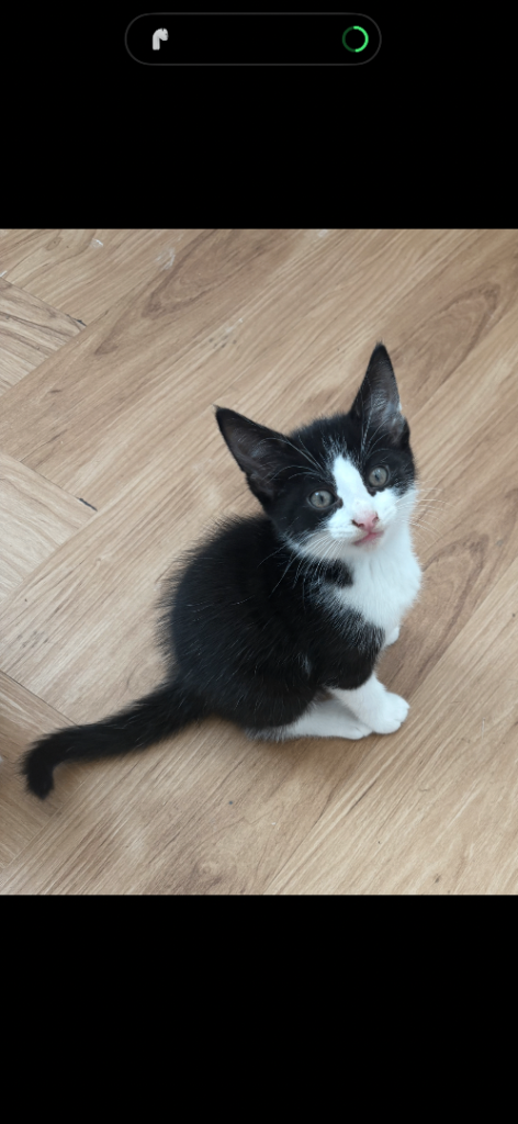 Kittens