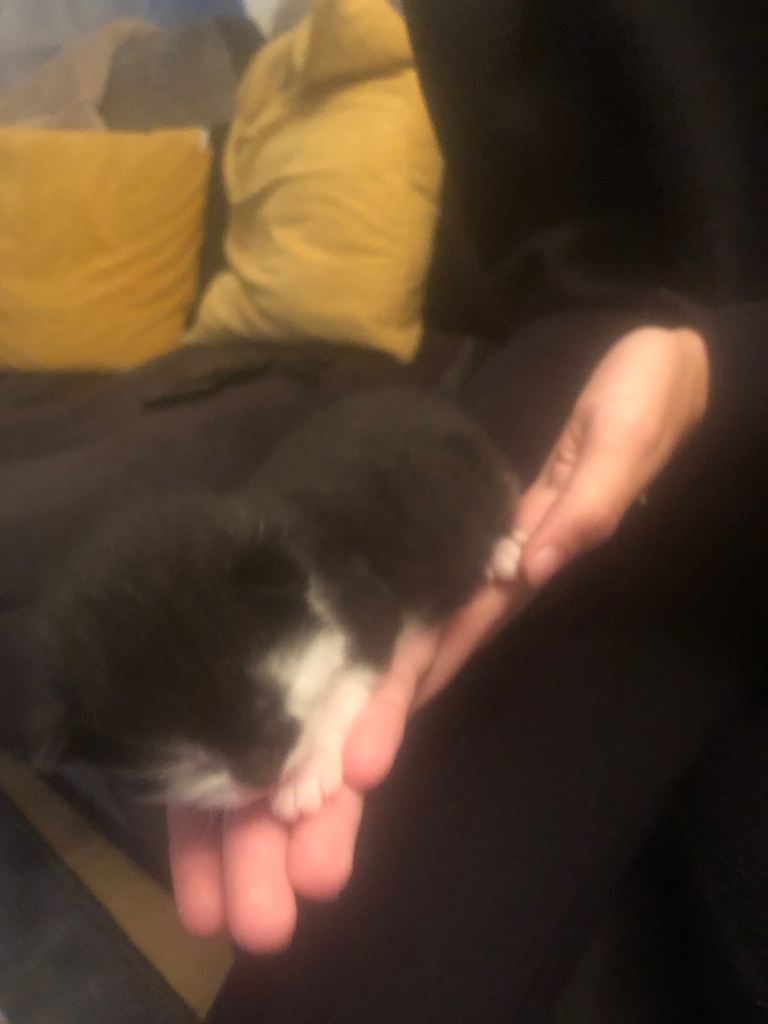 Kittens