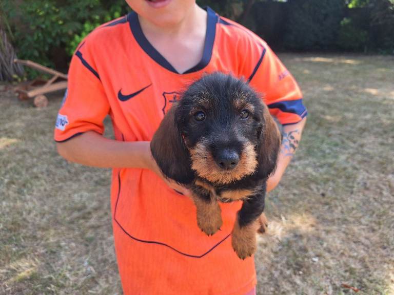 Standard Size Wire Hair Dachshund Puppies 