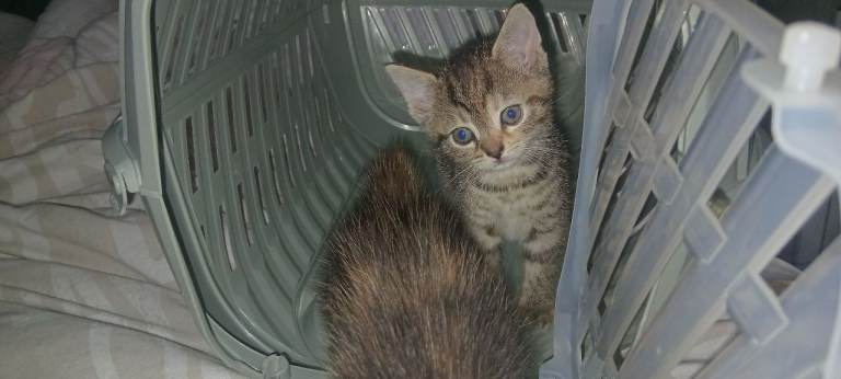 Forever homes wanted