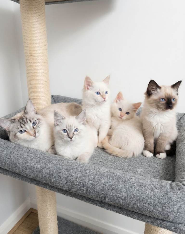 Home-raised Ragdoll kittens, GCCF registered; pet only or active registration available.