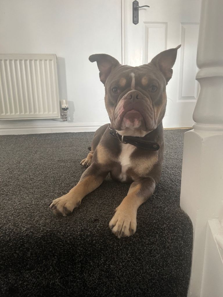 Dog for rehoming with papers