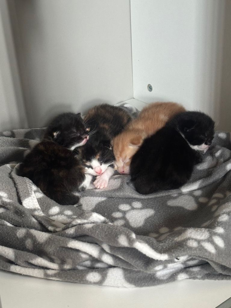 3 female kittens available to leave now