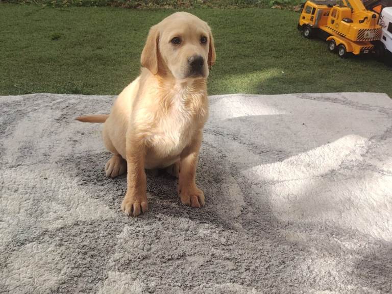 Labrador puppies for sale 
