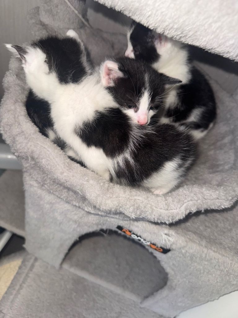 3 black & white kitten & 1 grey & white kitten for sale 