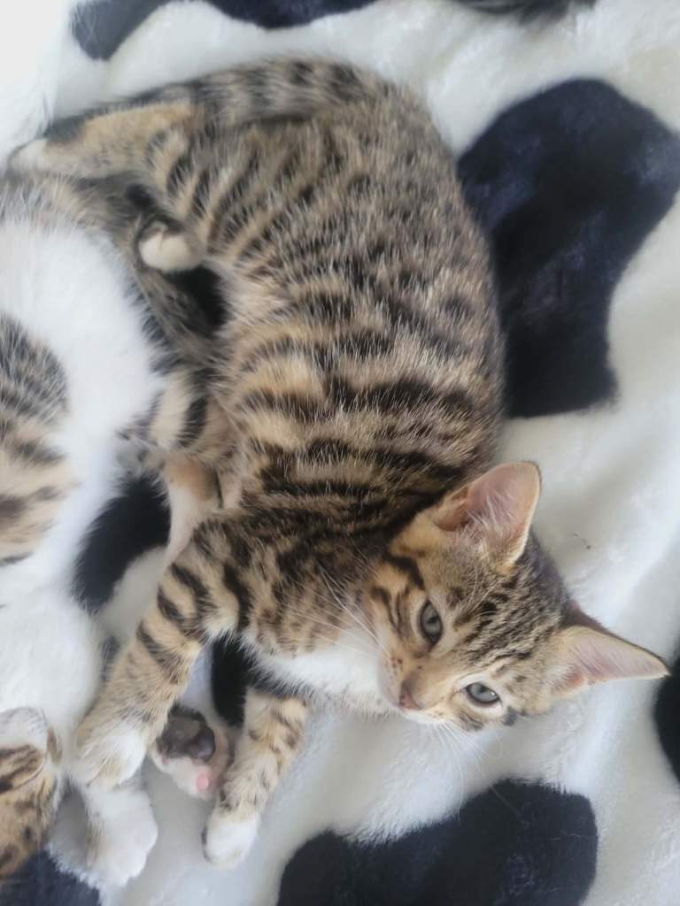 Beautiful kittens looking New home 