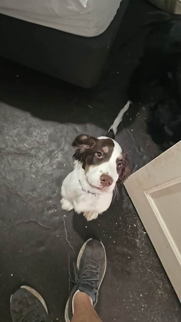 4 month pup available 