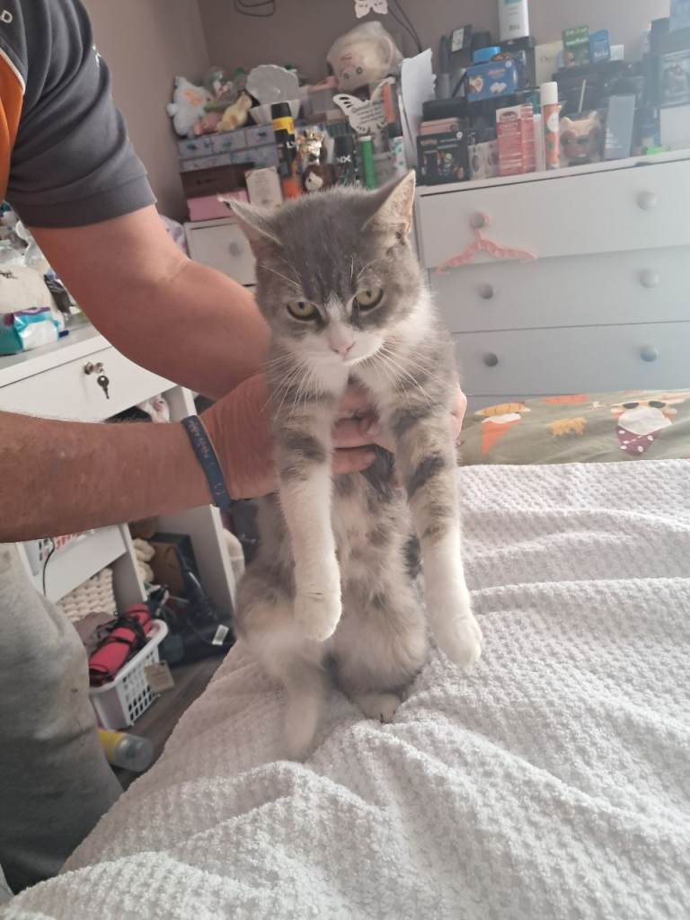 3 bengel cross kittens