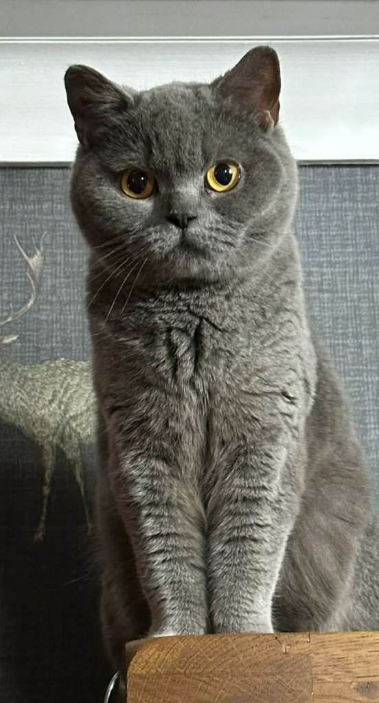 British blue short hair kittens READY NOW