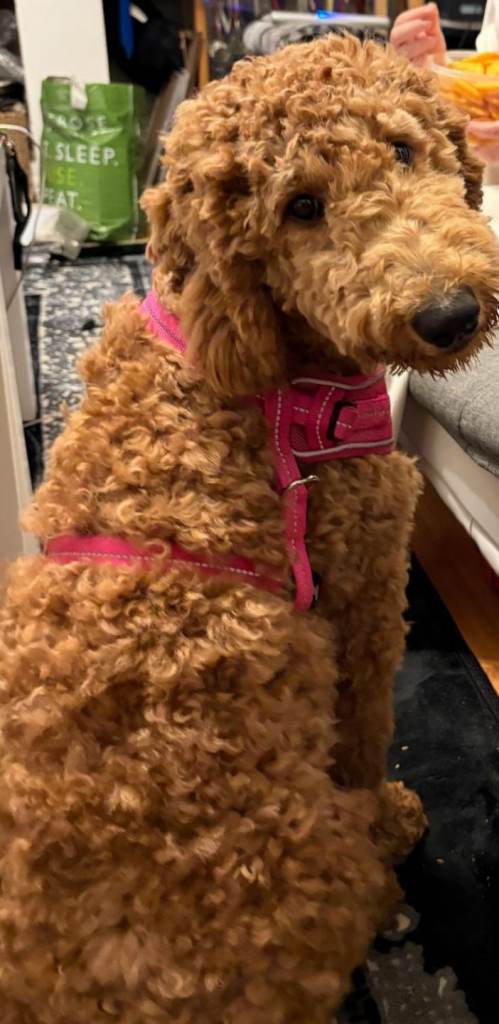 Sweet Coffee poodle to relocate