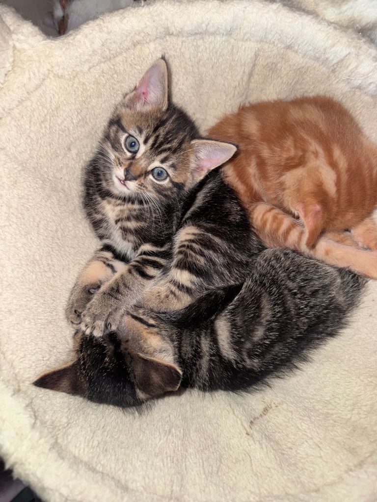 Domestic short hair kittens for sale 