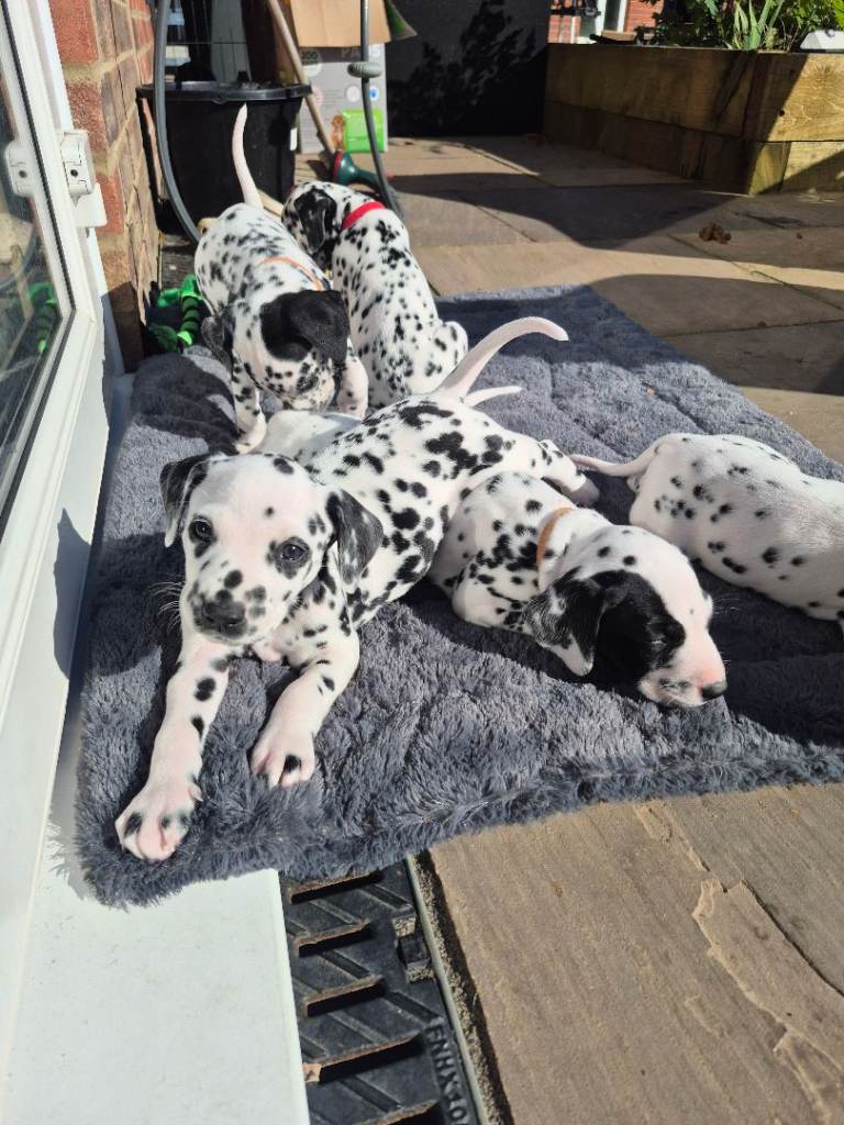 Dalmatian puppies BAER +/+