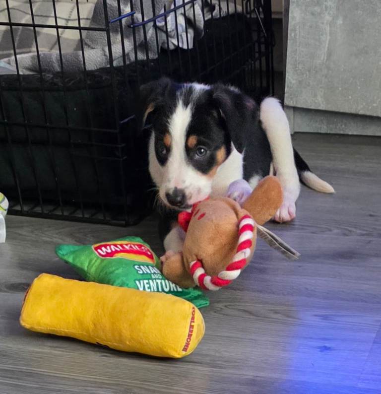collie pup (male)