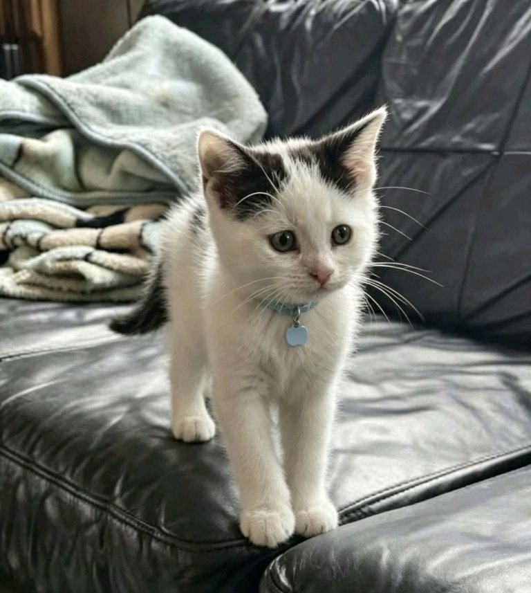 5 Kittens Ready to Leave to New Home