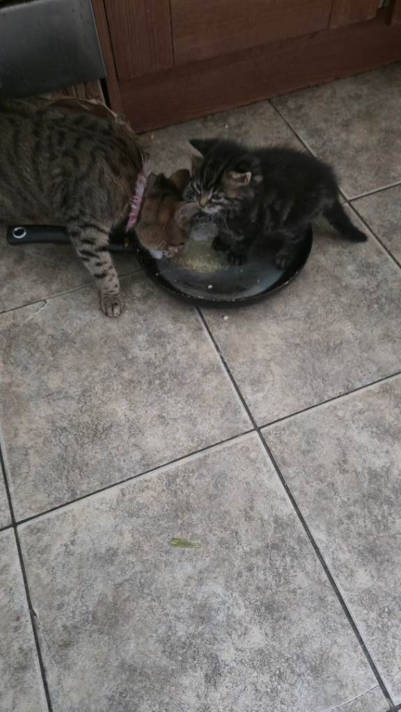 Sweet, playful kittens, ready to go