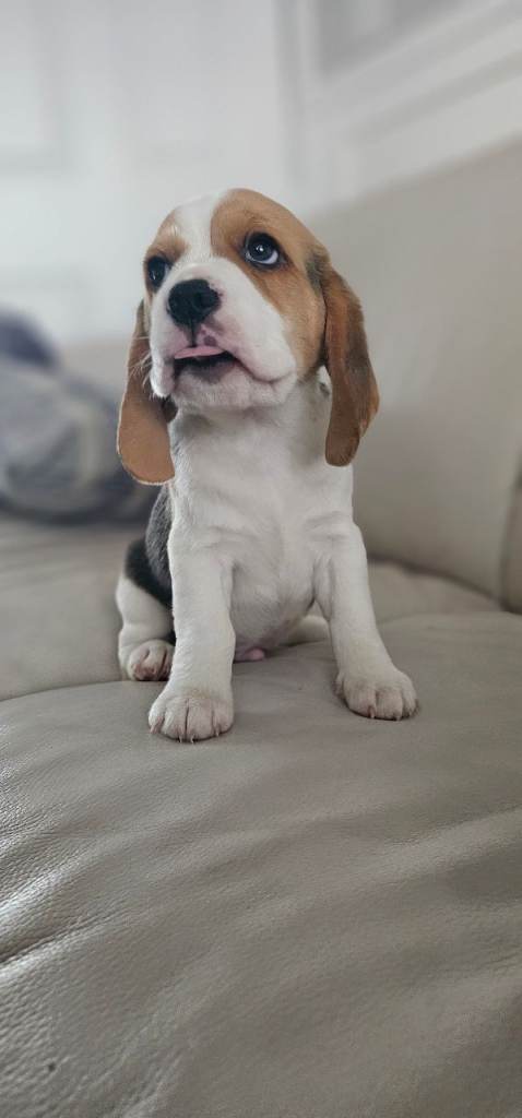 Only 1 left Beagle Puppy