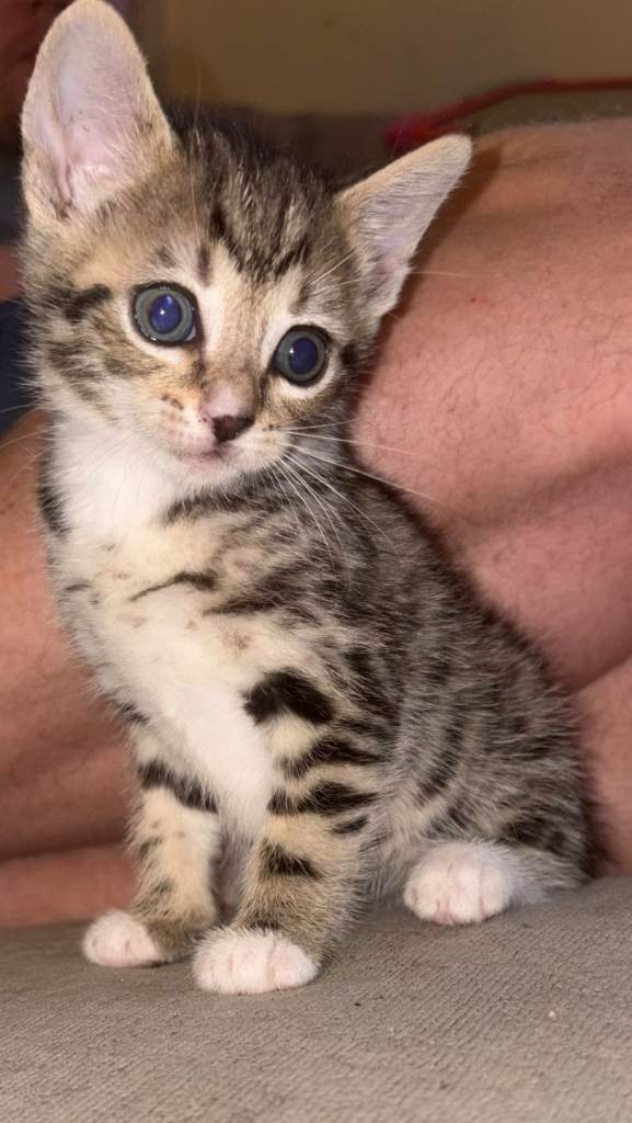 Kittens for sale