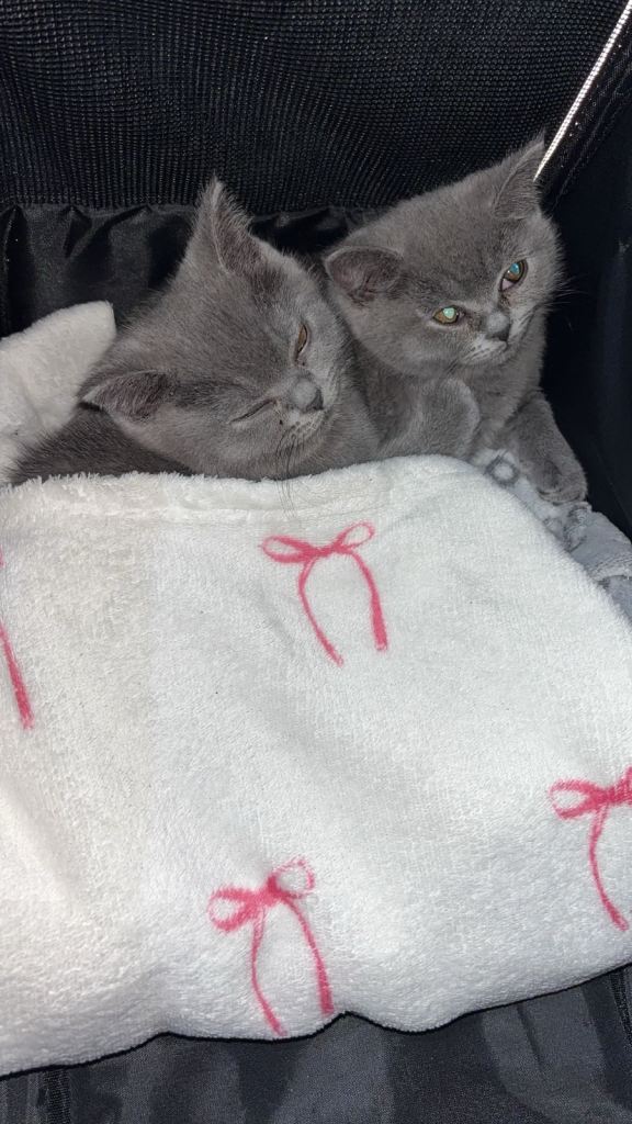 British short hair kitten 