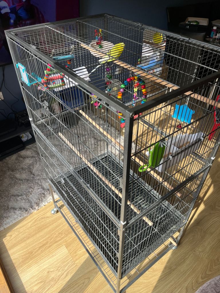 Two beautiful budgies