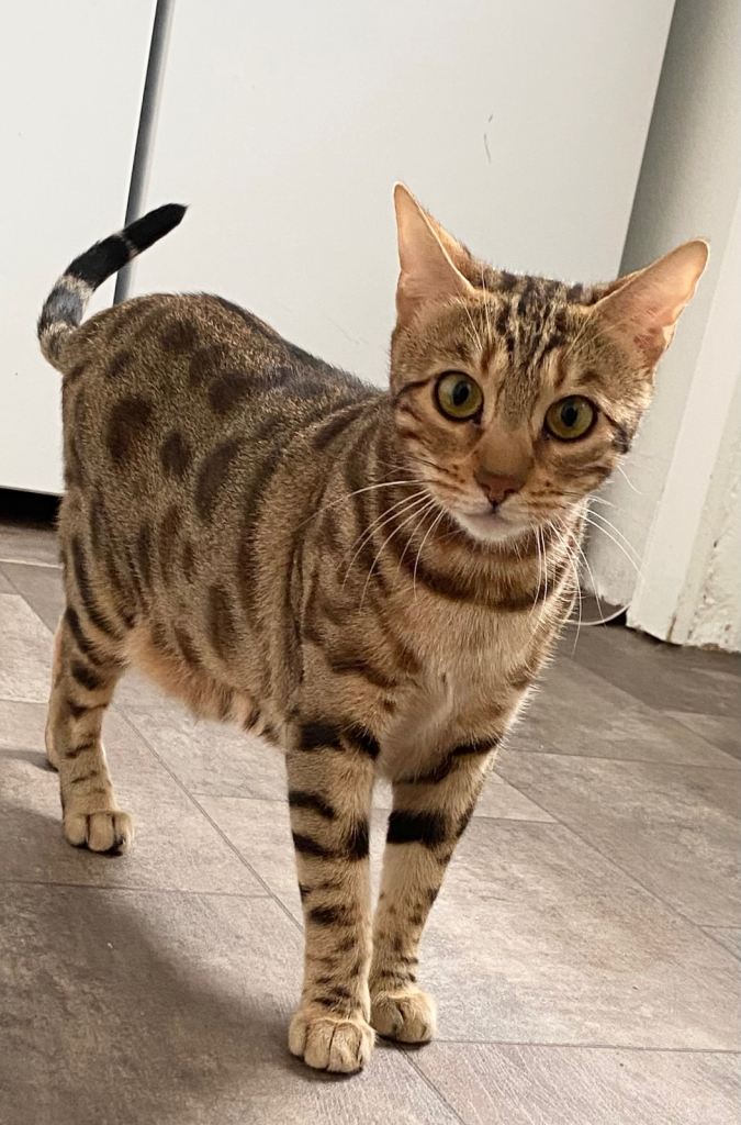 PURE BREED BENGAL FEMALE CAT 