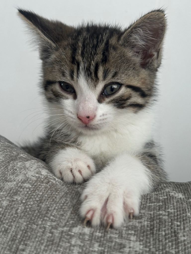 Adorable Kitten Looking for a Loving Home