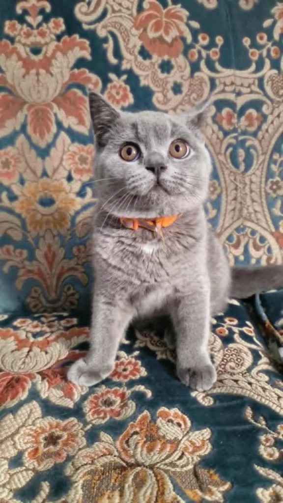 Beautiful Female British Shorthair Kitten – GCCF Registered – Ready for a Loving Home