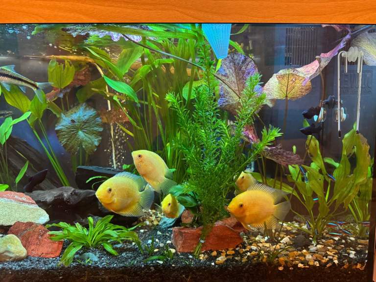 Golden Severum Cichlids 