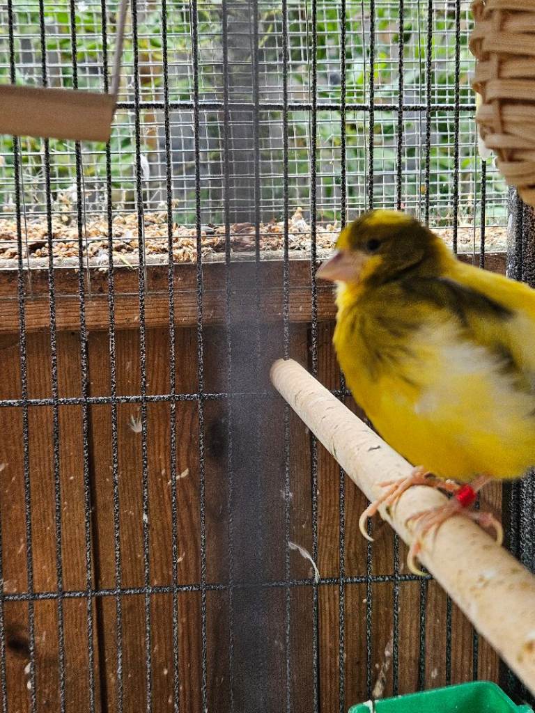 Canaries