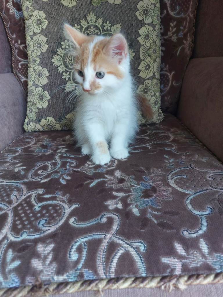 14 weeks old cat