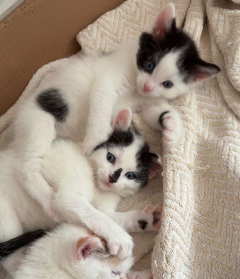  2 boy kittens left looking for homes 