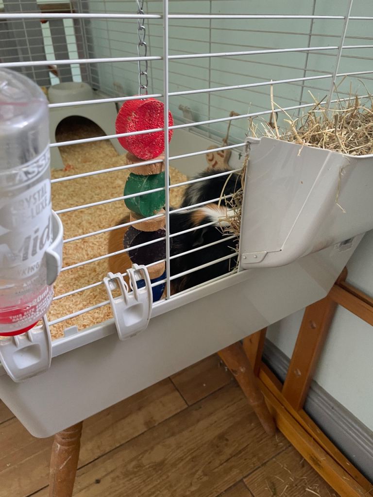 2 male guinea pigs for sale
