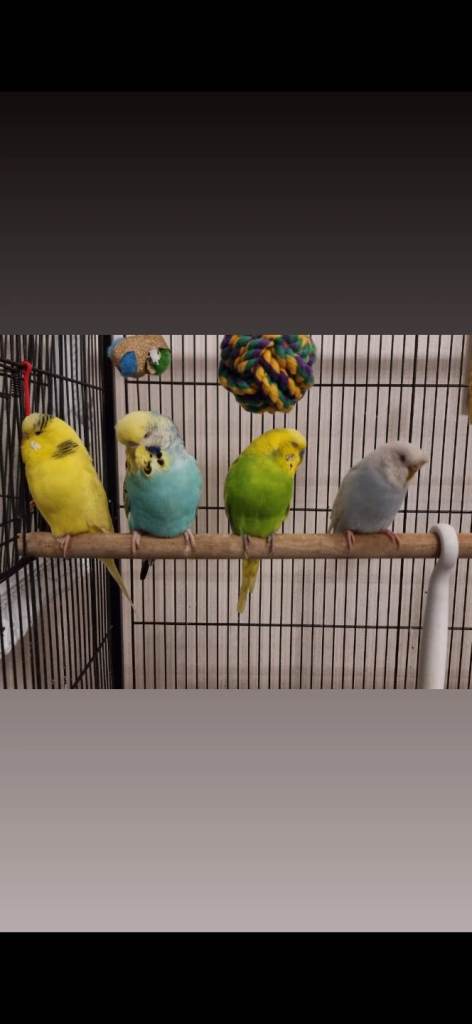 Budgies and large cage