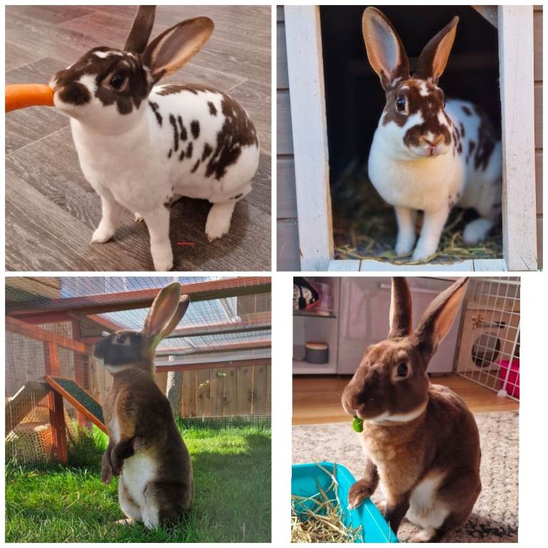 Mini rex doe and buck