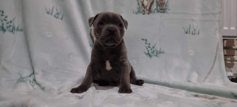 Staffordshire bull terrier puppies 