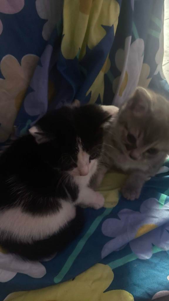 9 Adorable Healthy Kittens for Sale – £100 Each – Ready Now!