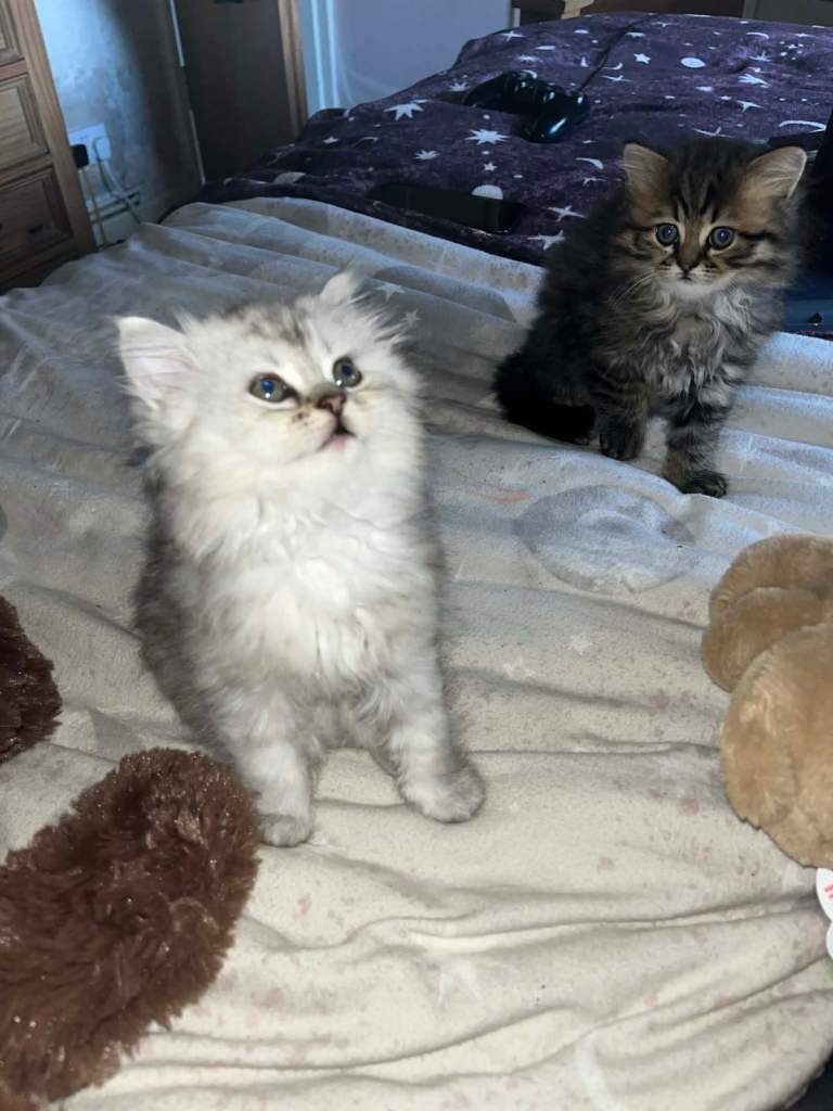 Kittens 