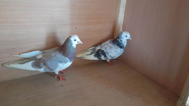 Birds 