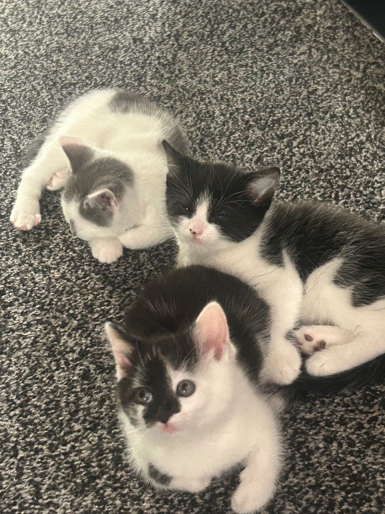 8 week old kittens 