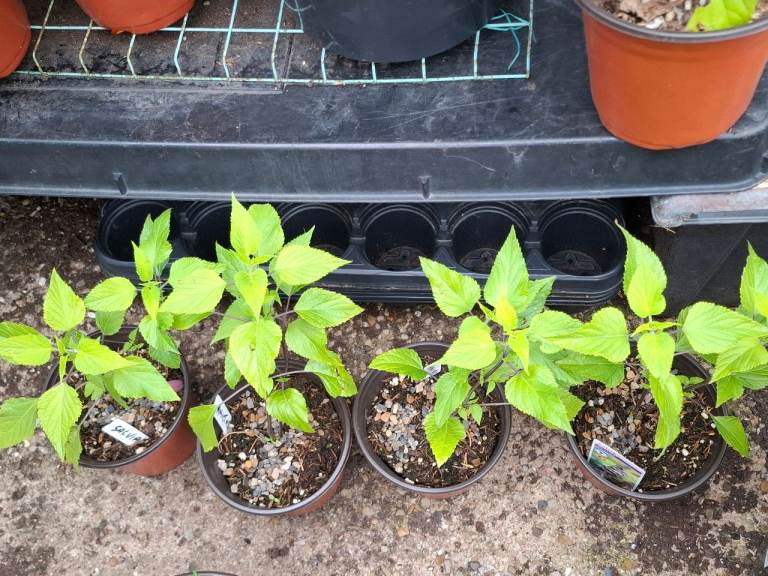 Salvia Amistad Young Plants - Freshly Potted