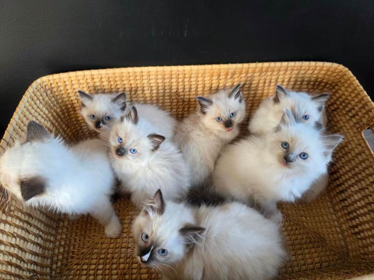 🌸Pure Ragdoll Kittens 🌸