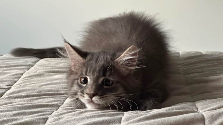 MAINE COON SILVER BLUE TABBY KITTEN FOR SALE